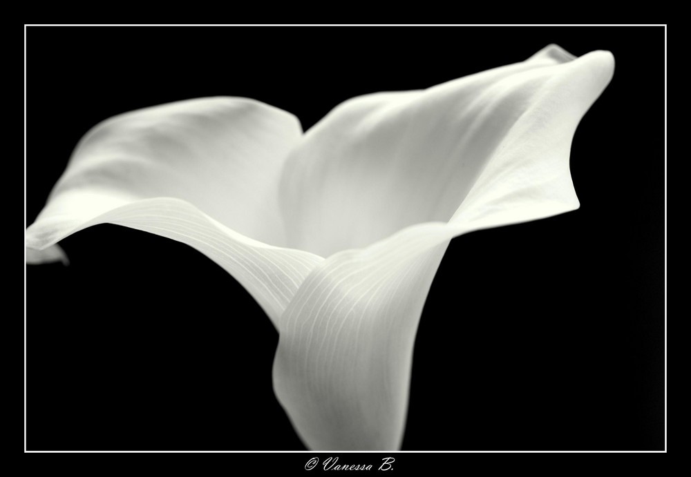 White Calla