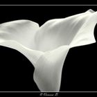 White Calla