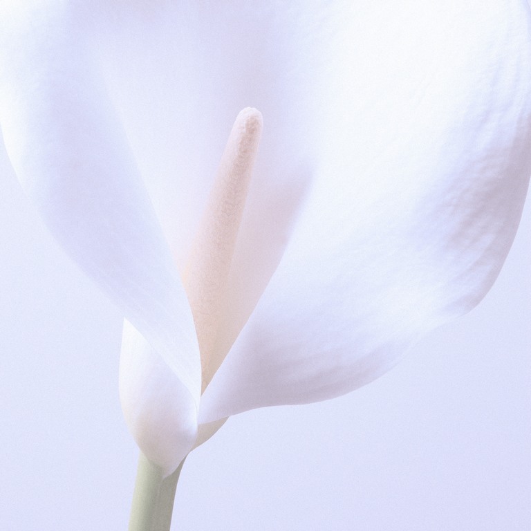 White Calla