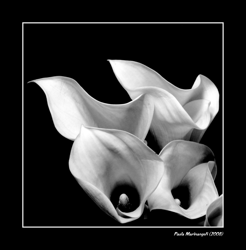 White Callas