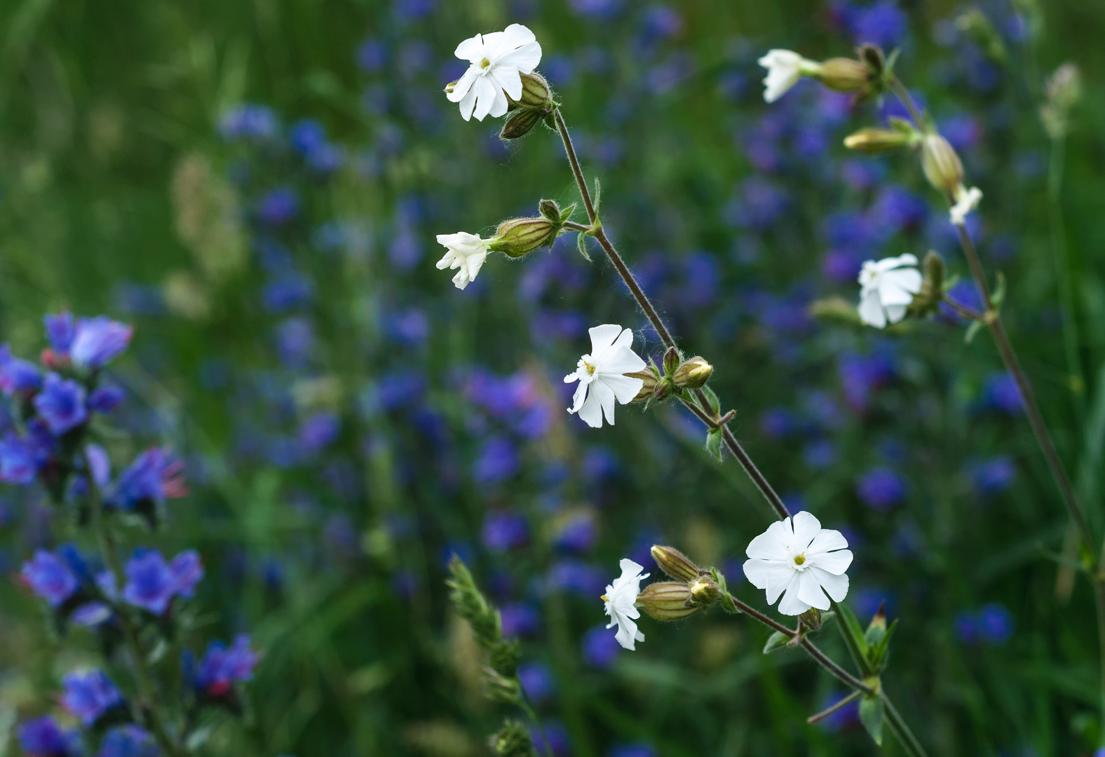 White Campion & Blueweed