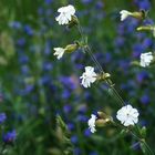 White Campion & Blueweed