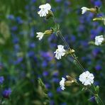 White Campion & Blueweed