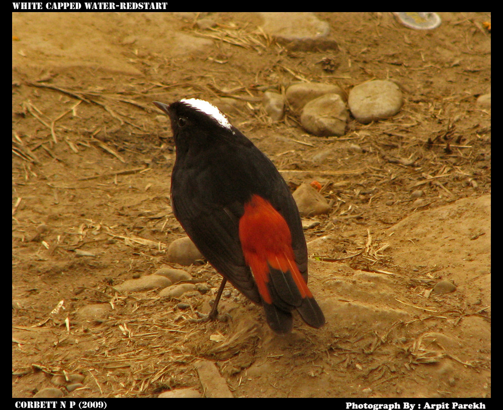 White Capped Water-Redstart.