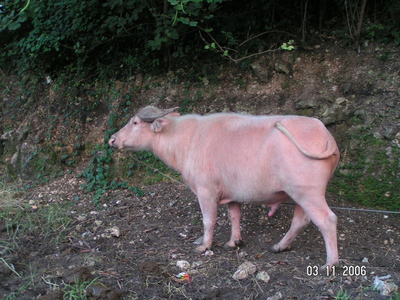 White Carabao, Cebu City, Philippines