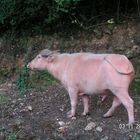 White Carabao, Cebu City, Philippines