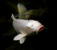 white carp