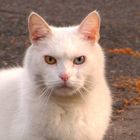 White cat