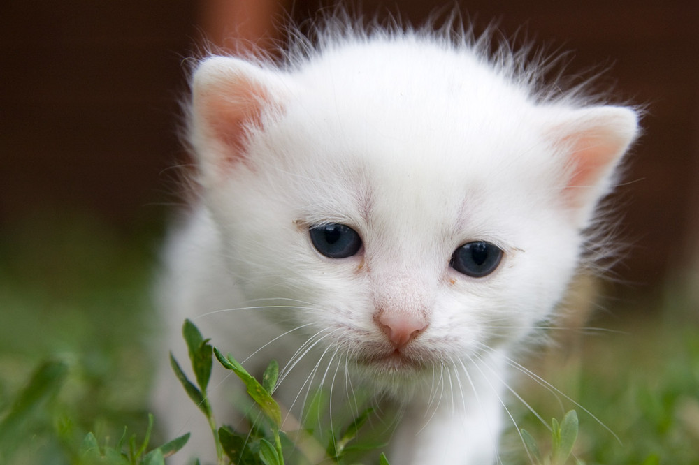 white cat