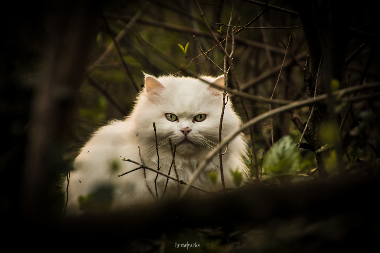 white cat 2....