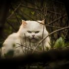 white cat 2....