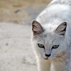 white Cat