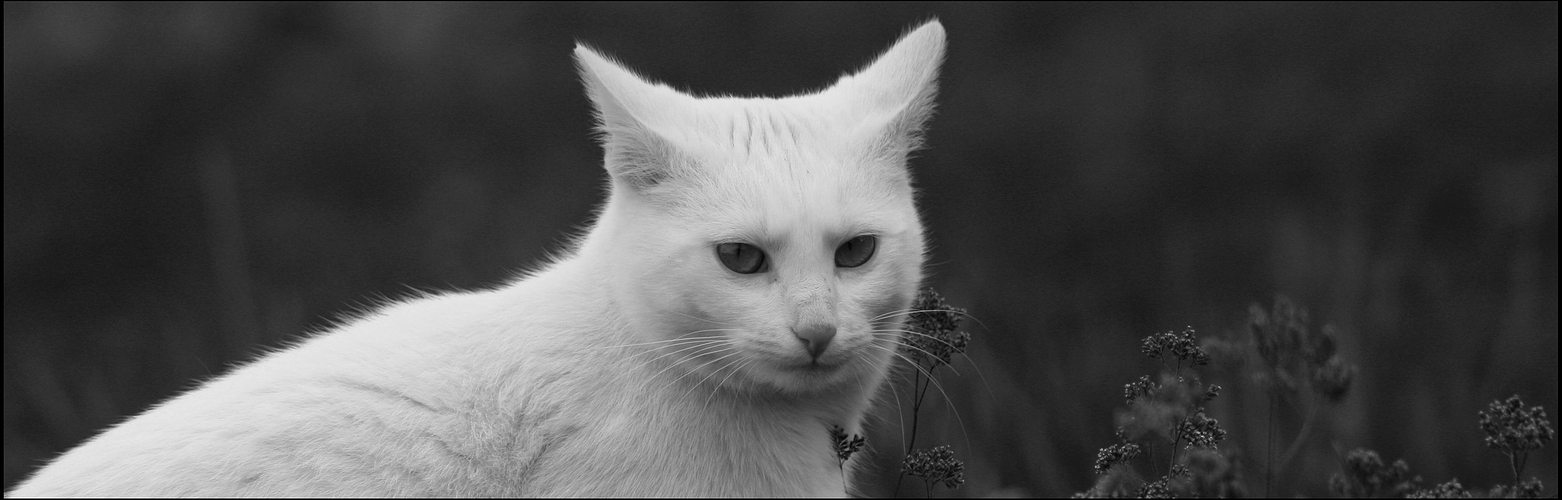 white cat