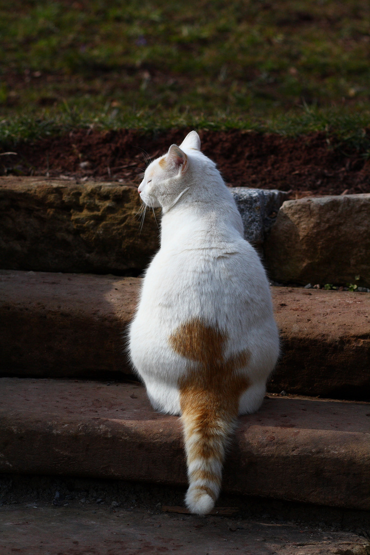 White Cat