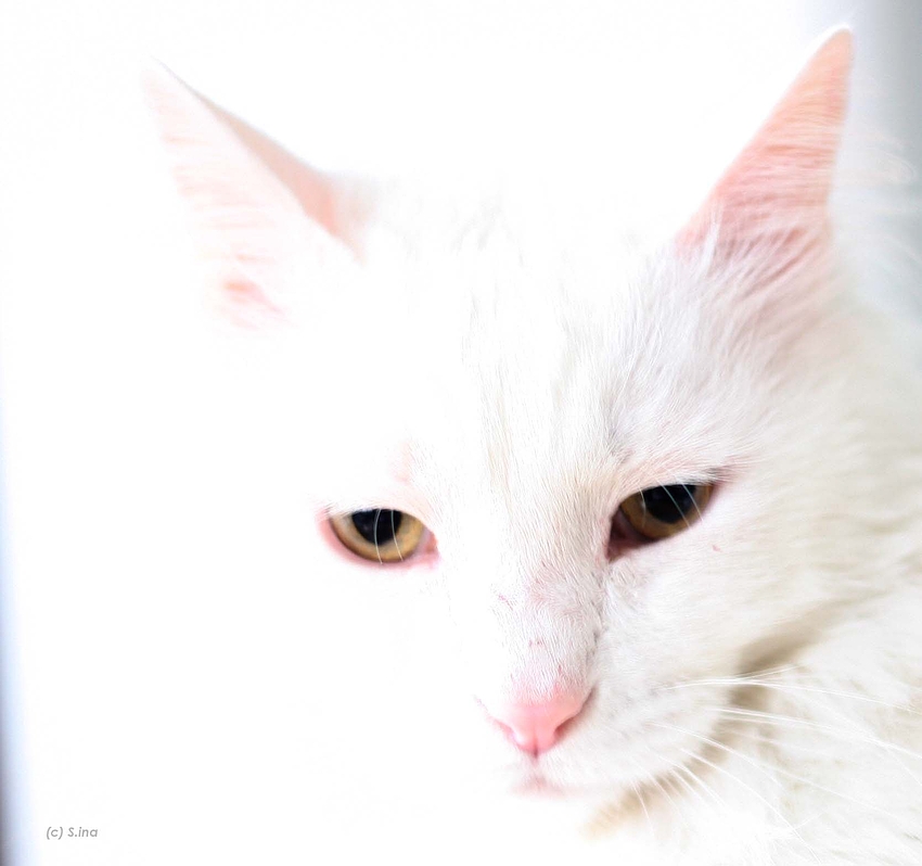 white cat