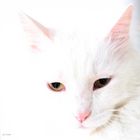 white cat