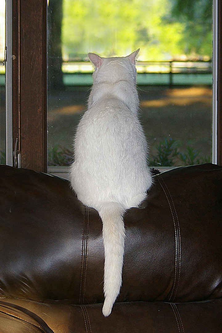 White Cat At Window