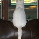 White Cat At Window