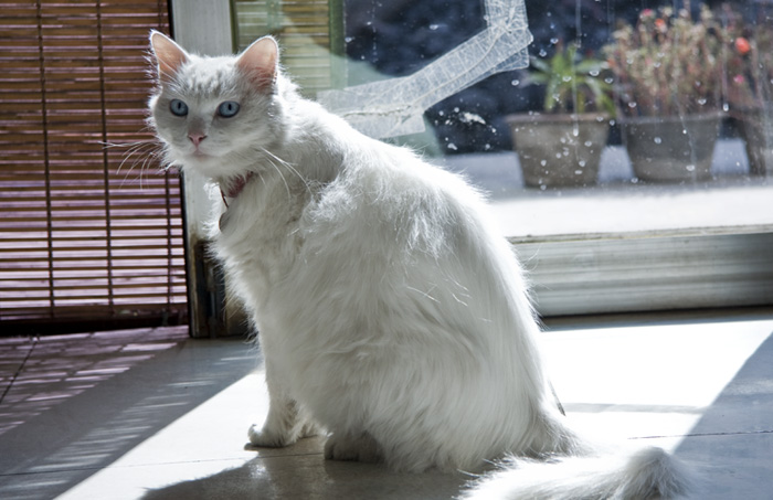 white cat