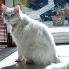 white cat