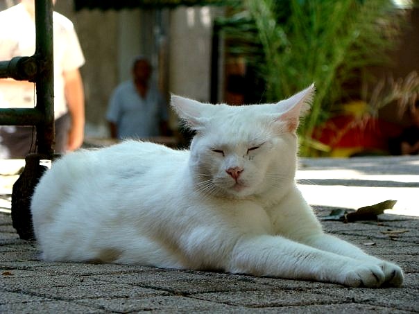 White Cat