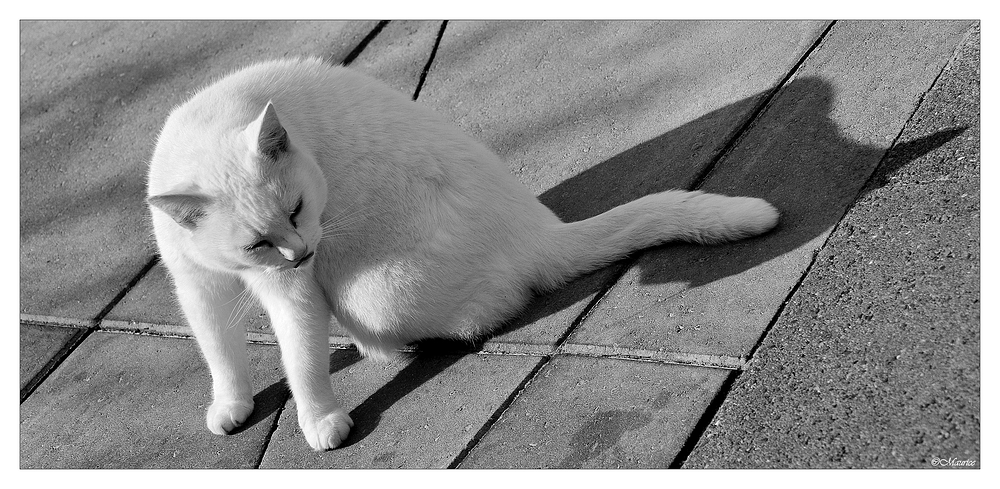 WHITE CAT