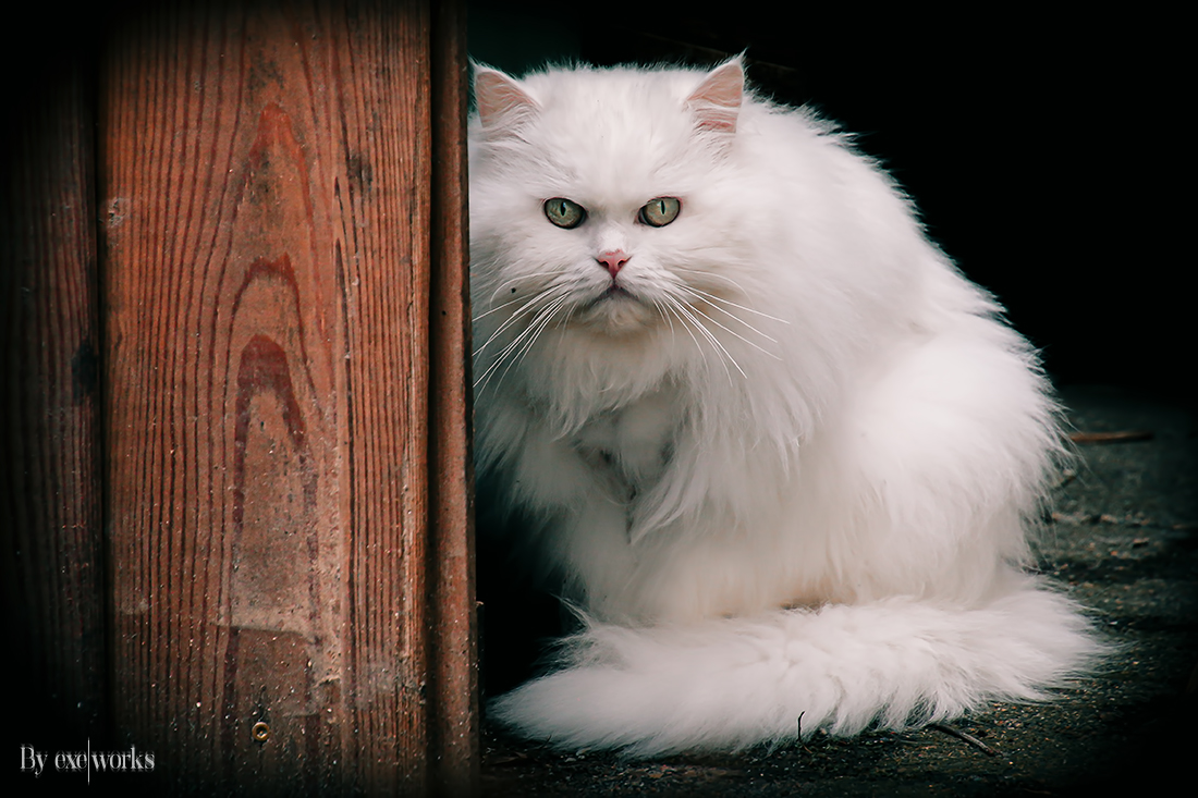 white cat...