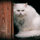 white cat...