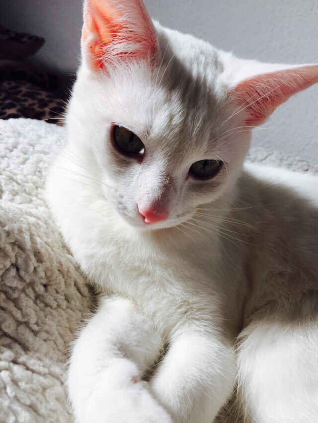 white cat