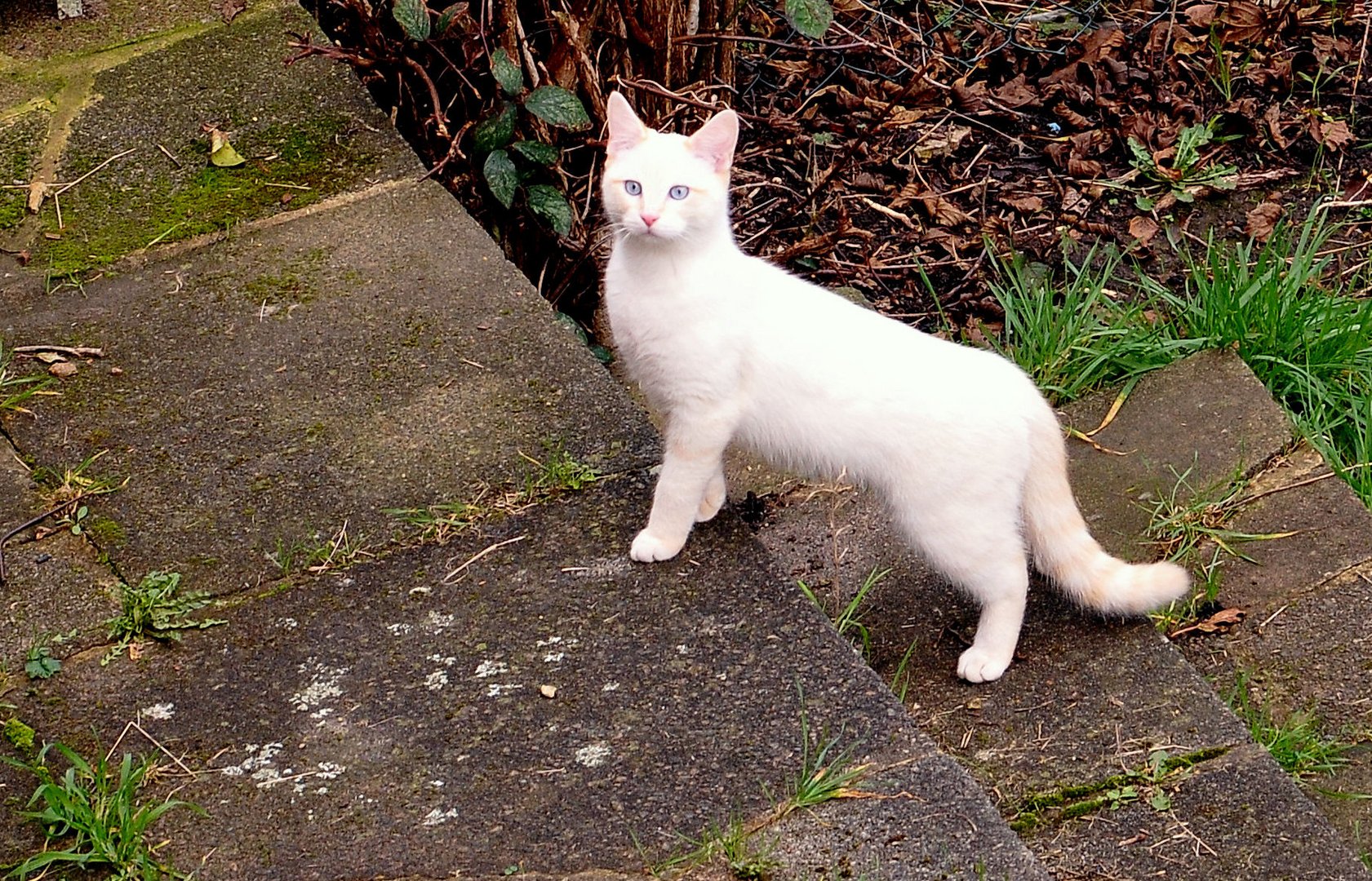 White Cat in the Garden