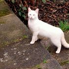 White Cat in the Garden