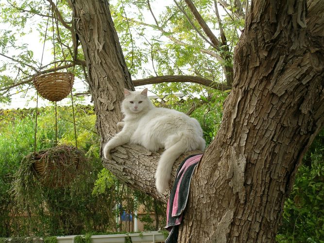 White Cat in Tree