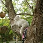 White Cat in Tree