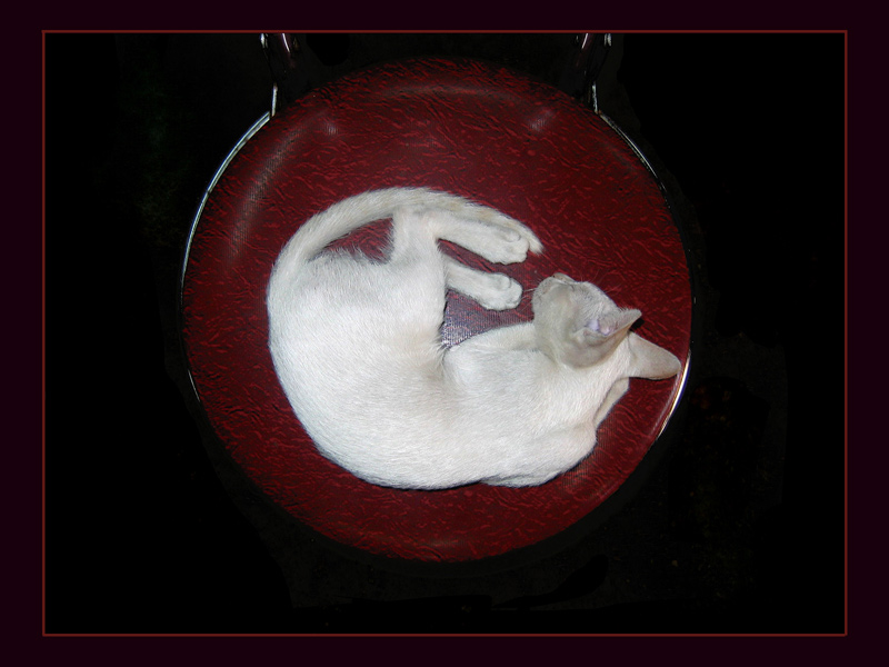 White cat on red chair