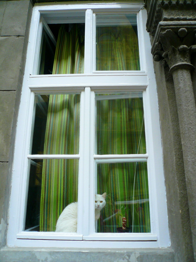 white cat with green eyes behind white window with green curtain