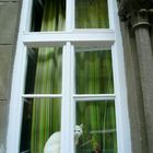 white cat with green eyes behind white window with green curtain