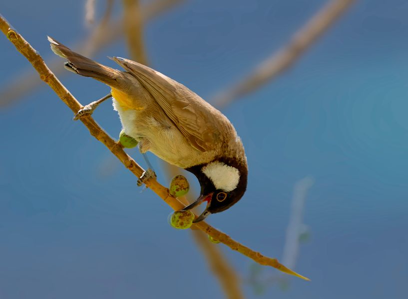 White-cheeked bulbul