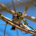 White-cheeked bulbul