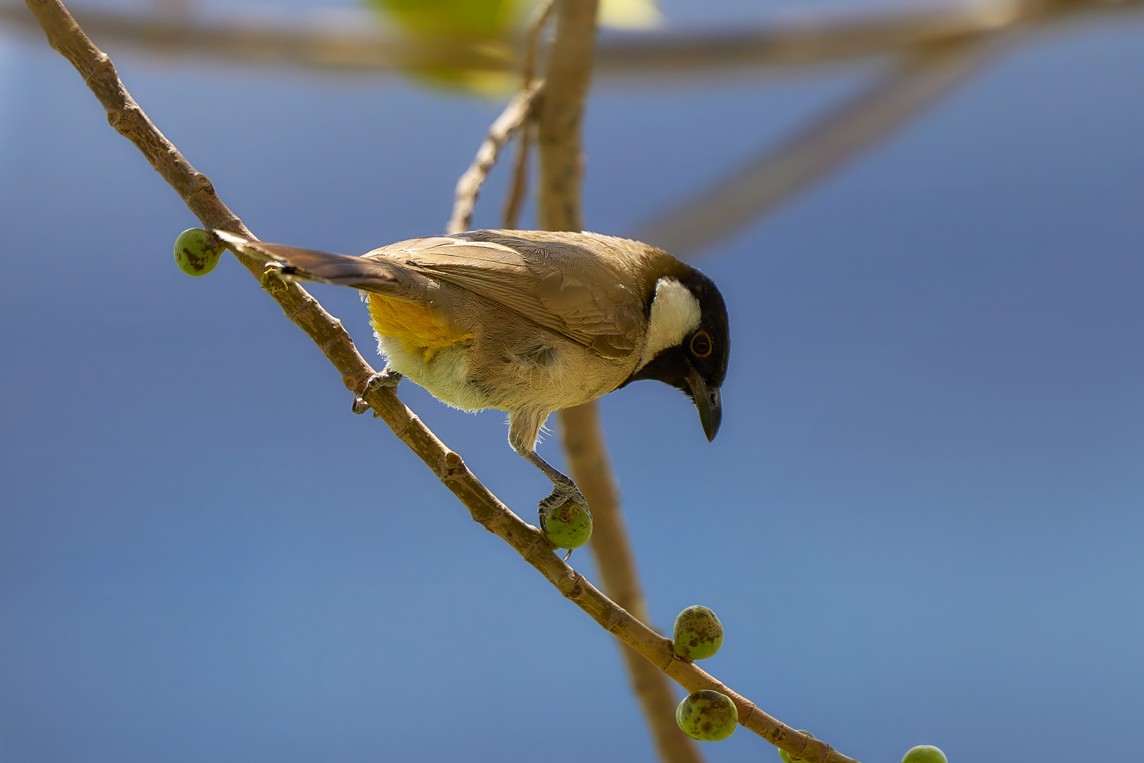 White-cheeked bulbul