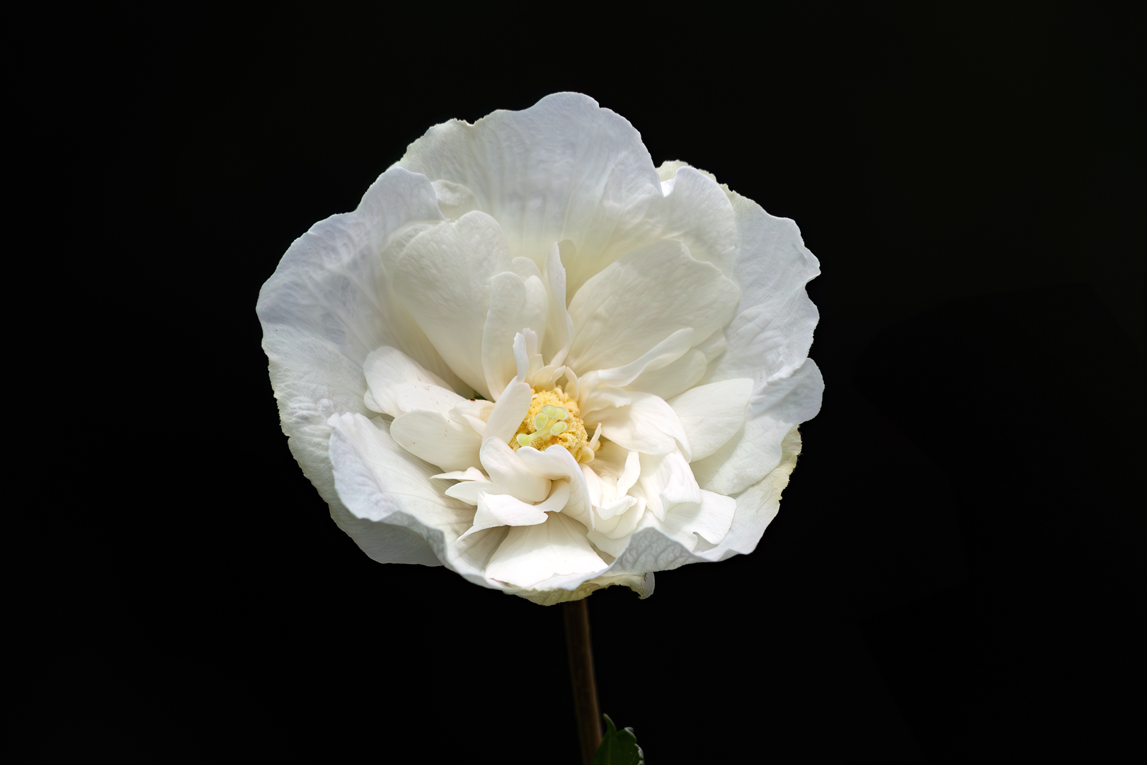 White Chiffon