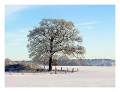 *white christmas*