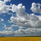 White clouds fly on golden fields