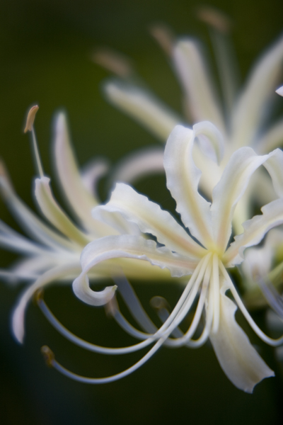 White cluster-amaryllis