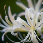 White cluster-amaryllis