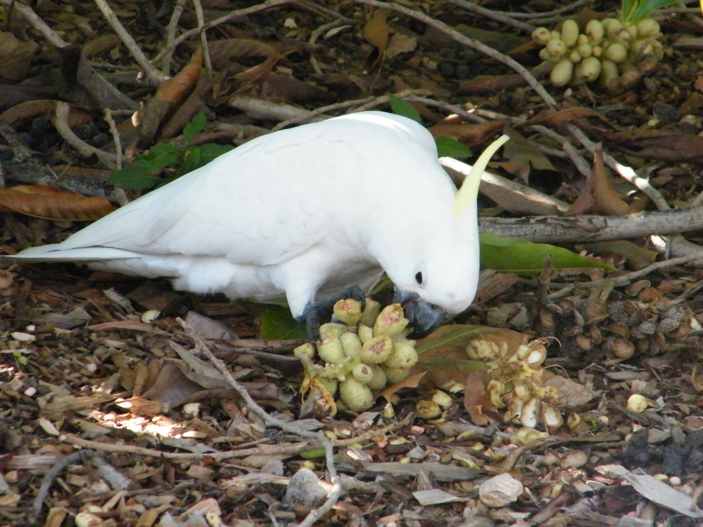 White Cockatoo.