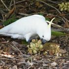 White Cockatoo.