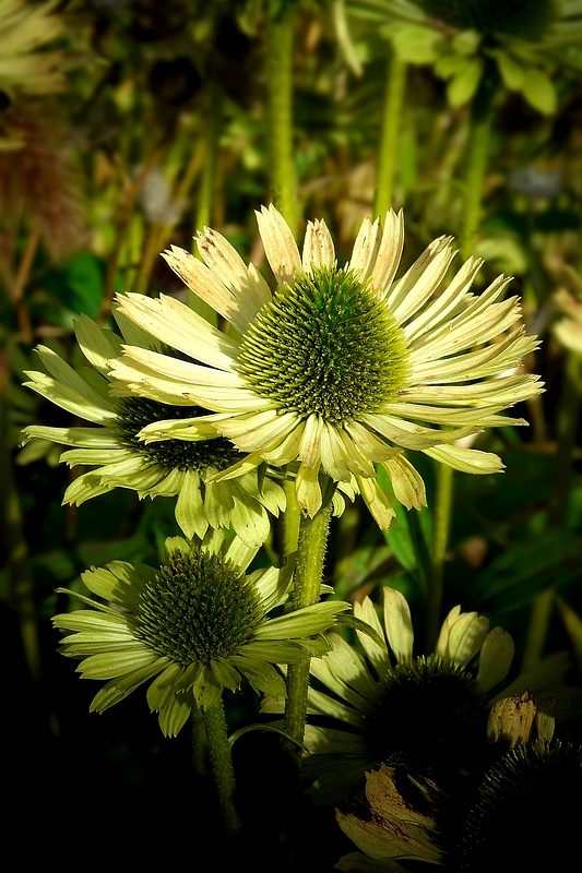 White Coneflower