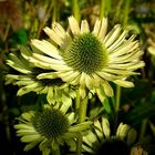 White Coneflower