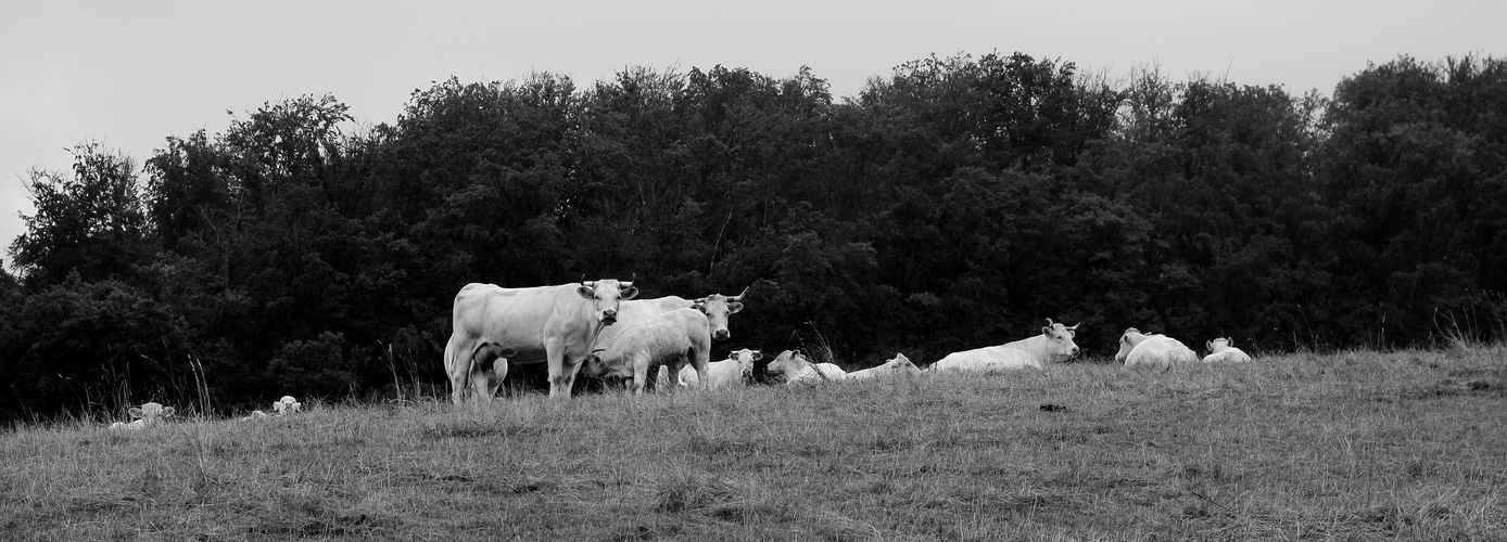 white cows