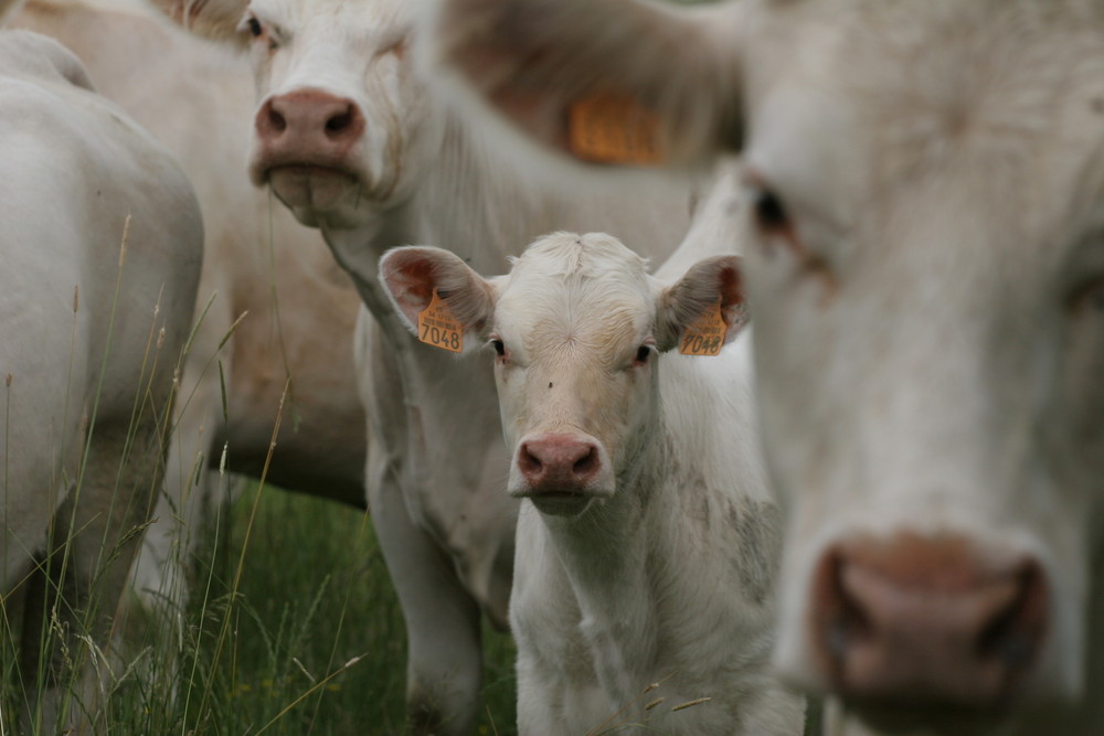 White cows in a meddow somewhere in France